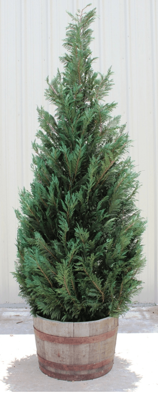 10ft Live Preserved Cypress Tree